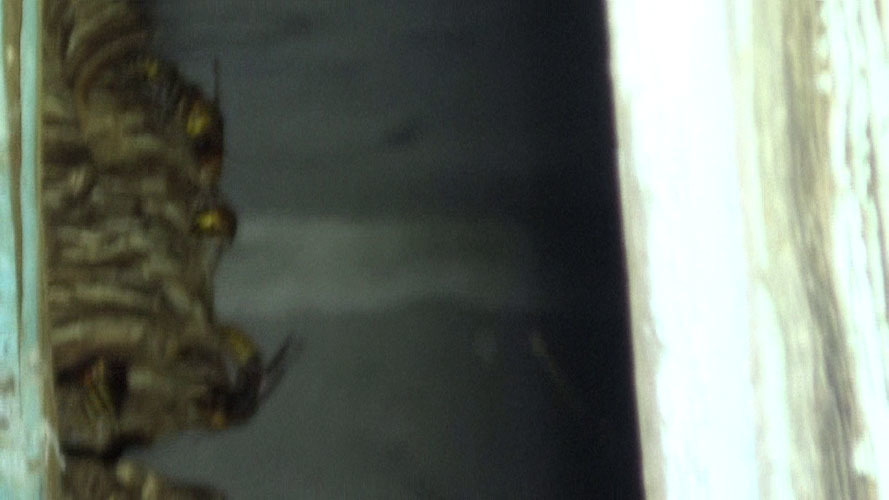 倉庫の中に作ったモンスズメバチの巣（郡山市）