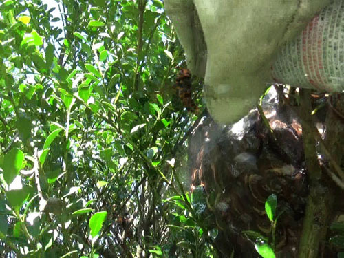 蜂の巣の巣穴を狙って殺虫剤をスプレー（福島市）