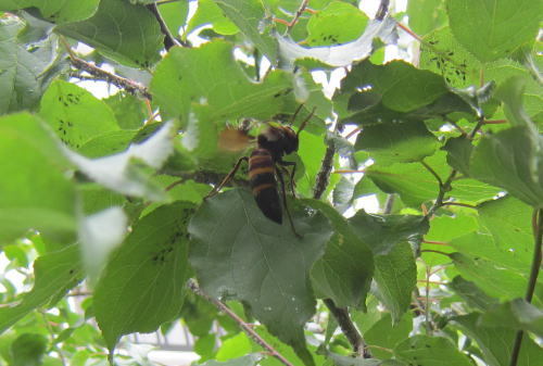 ウメの葉に付着したアブラムシの甘露をなめるヒメスズメバチ