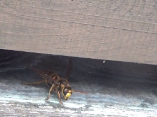 猪苗代町でスズメバチ駆除の現場