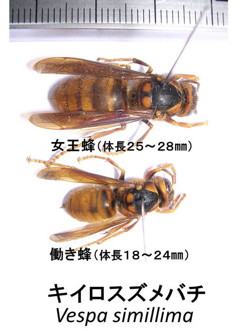 キイロスズメバチの女王蜂と働き蜂