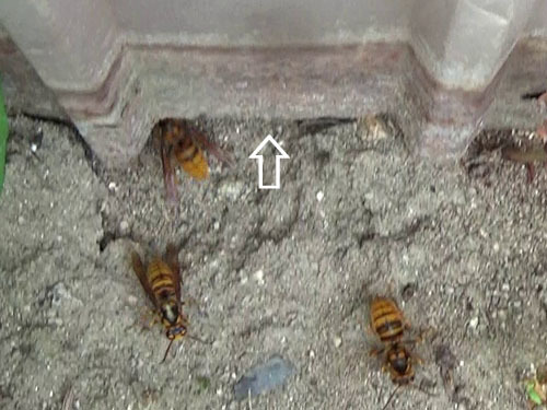 スズメバチが地面際の壁の隙間から出入り（田村市）