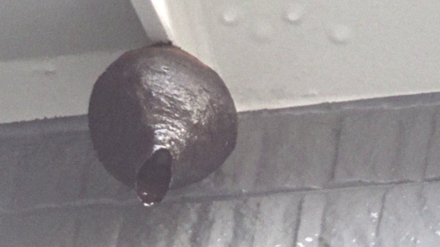 郡山市でスズメバチの巣の中に殺虫剤を注入