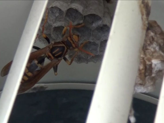 石川町で蜂の巣駆除