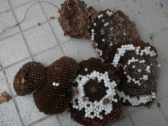 泉崎村でキイロスズメバチに刺された現場で駆除した巣