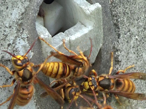 電柱の穴から出入りするキイロスズメバチ（郡山市）