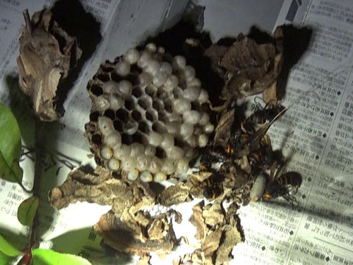 須賀川市で撤去したコガタスズメバチの巣