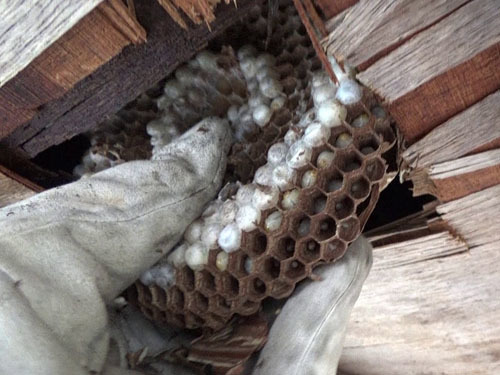 軒裏天井からスズメバチの巣を撤去（会津若松市）