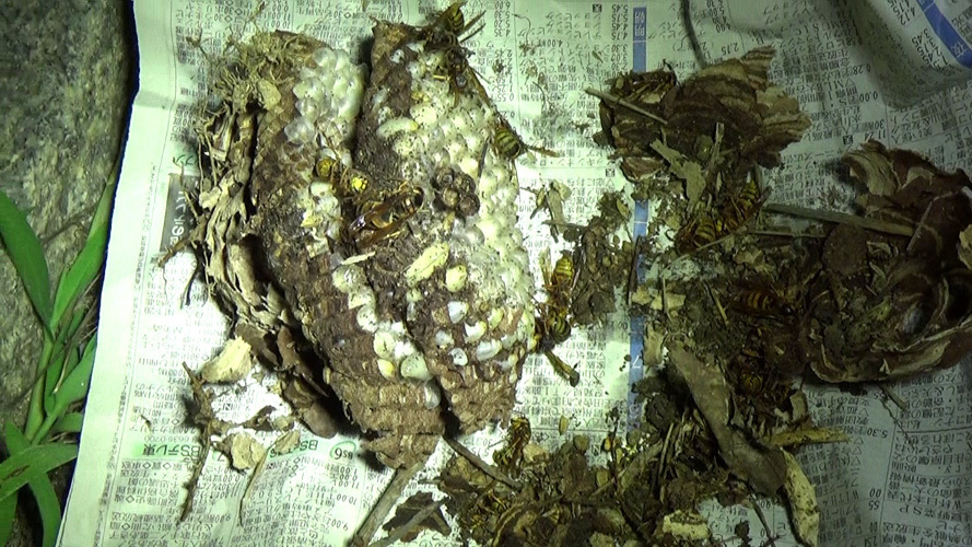 撤去したキイロスズメバチの母巣（須賀川市）