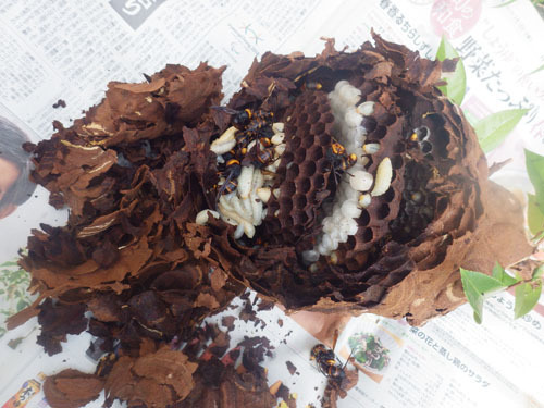 郡山市で駆除したコガタスズメバチの巣を解体