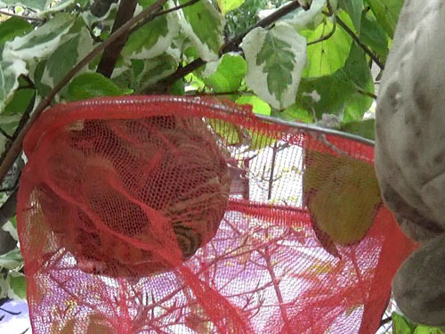 スズメバチの巣をネットを使って枝から取る（福島市）