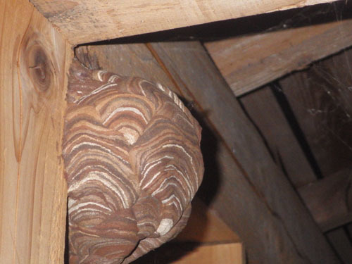 天井裏のキイロスズメバチの巣（中島村）