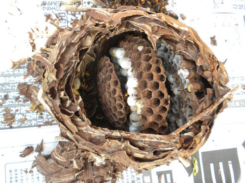 郡山市でコガタスズメバチに刺された現場で駆除した巣
