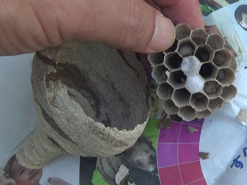 郡山市で撤去したコガタスズメバチの逆とっくり型の巣