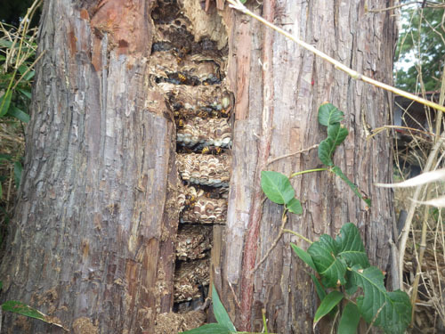 スギの樹洞に作ったモンスズメバチの巣（二本松市）