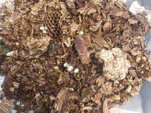 郡山市で巣をバラバラに撤去したズメバチの巣