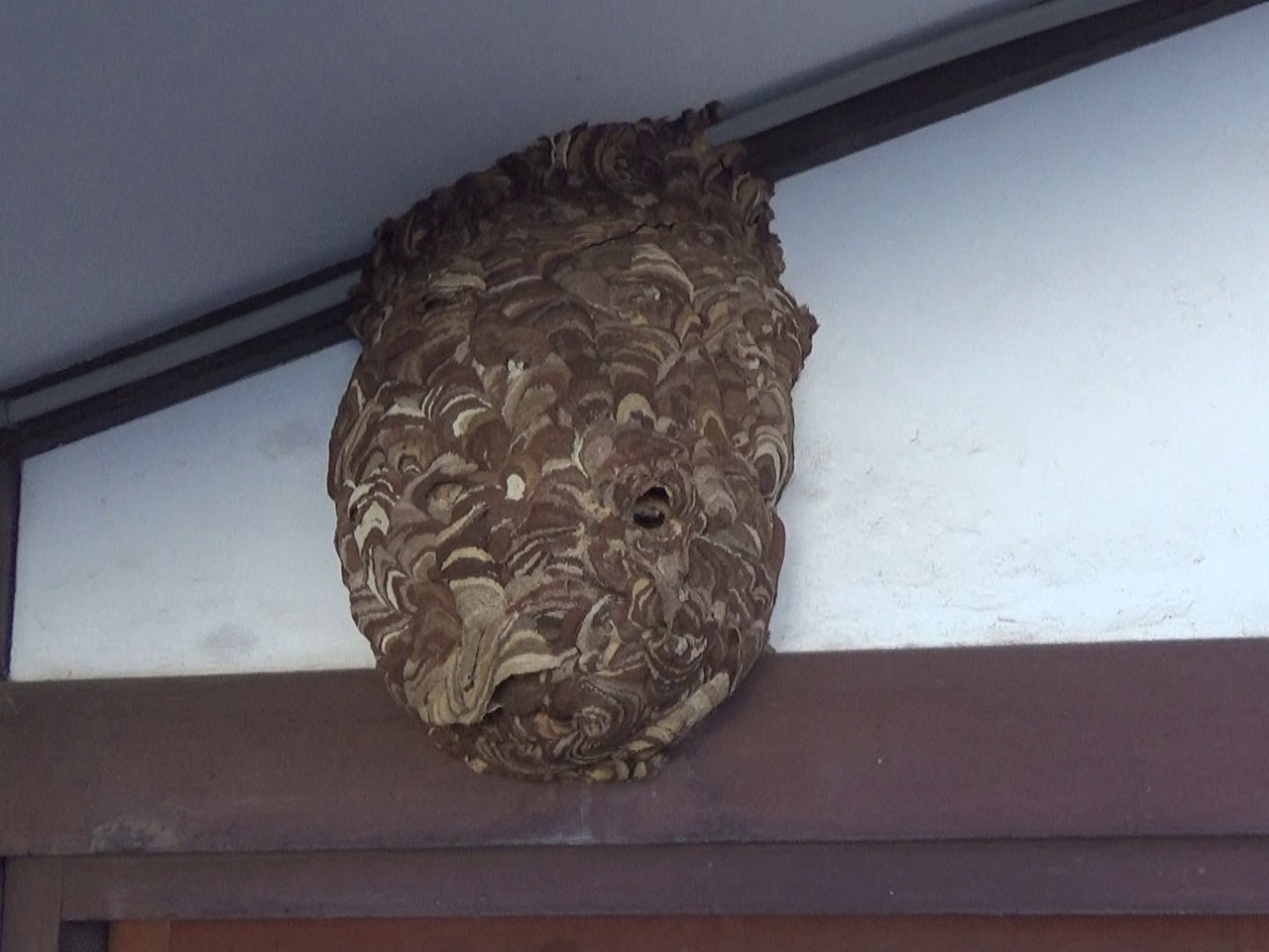 軒下にコガタスズメバチの巣（福島市）