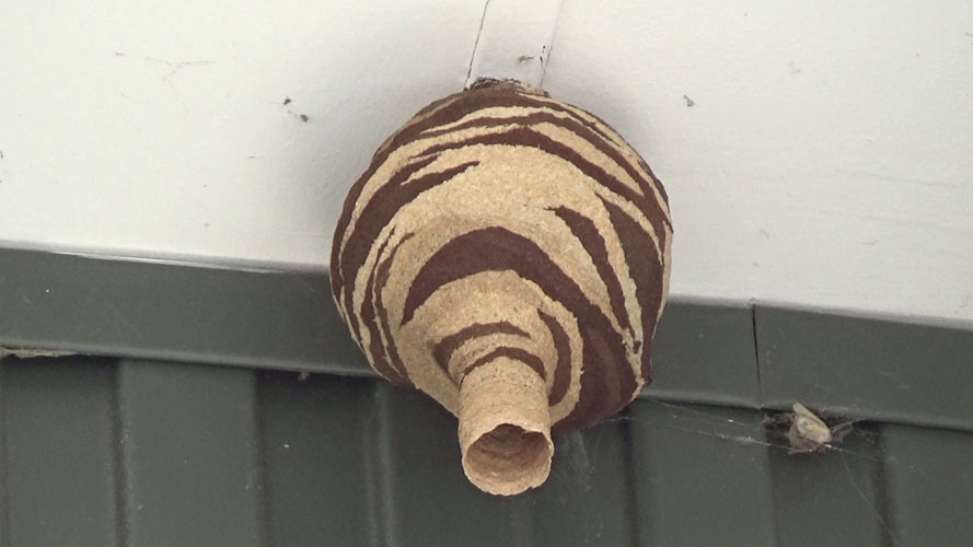 軒下に作った逆とっくり型の巣（須賀川市）