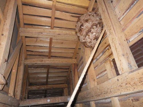 キイロスズメバチの天井裏の巣（田村市）