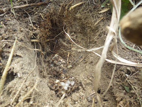 三春町でスズメバチ駆除