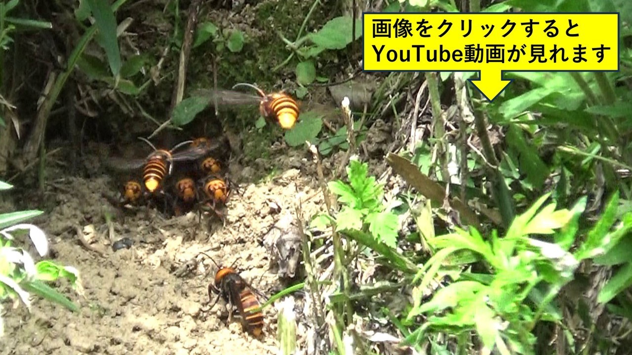 郡山市で傾斜面のオオスズメバチ駆除