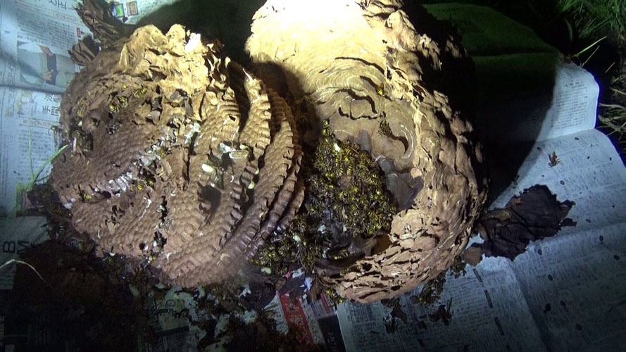 解体したキイロスズメバチの巣