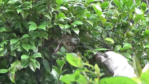 郡山市でスズメバチの巣を生け捕るために麻酔薬を巣穴に