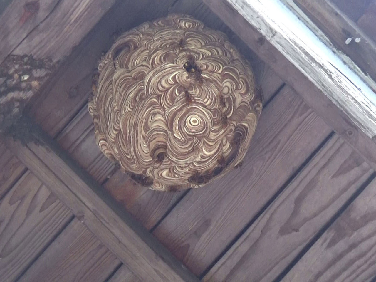 三春町でスズメバチが２階建て納屋の軒下に作った巣