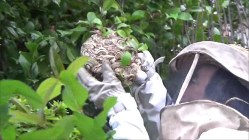 郡山市でスズメバチの巣の生け捕り成功