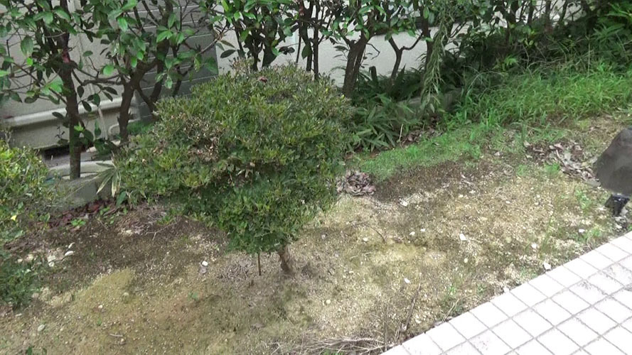 スズメバチの巣がある庭木（郡山市）