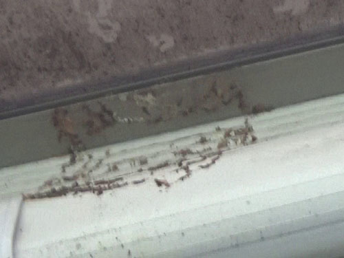 鏡石町で１階の軒下のコガタスズメバチの巣跡