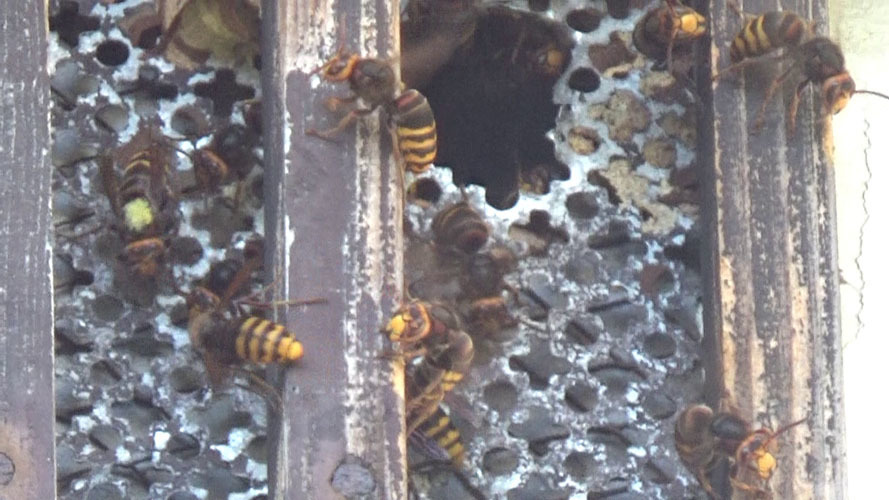 スズメバチ駆除-郡山市で屋根裏のスズメバチの巣駆除