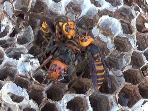 オオスズメバチが巣上で交尾行動（三春町）