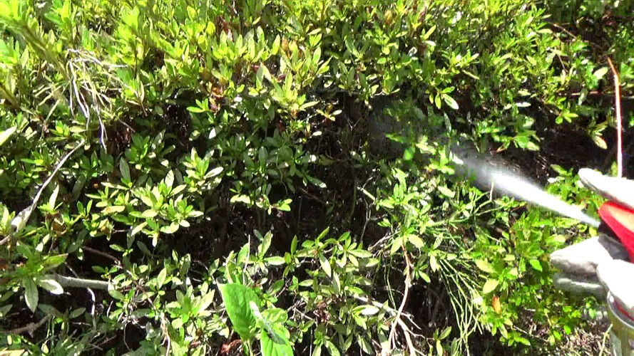 アシナガバチの巣がある場所に殺虫剤を噴霧（本宮市新井田）