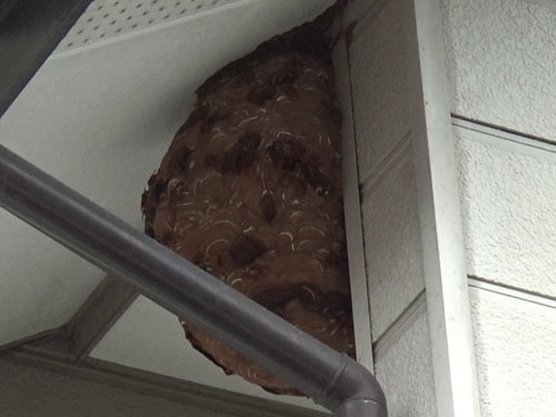 スズメバチの巣が２階のベランダの天井に（矢吹町）