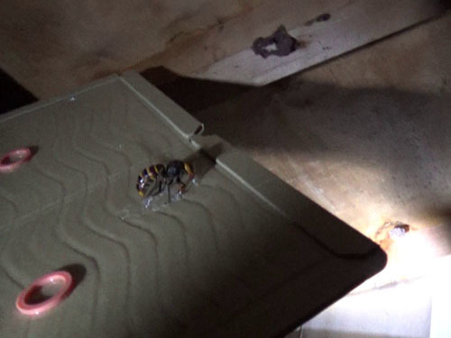 スズメバチの女王蜂を粘着板で捕虫（福島市）
