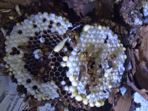 二本松市で撤去後に解体したキイロスズメバチの巣