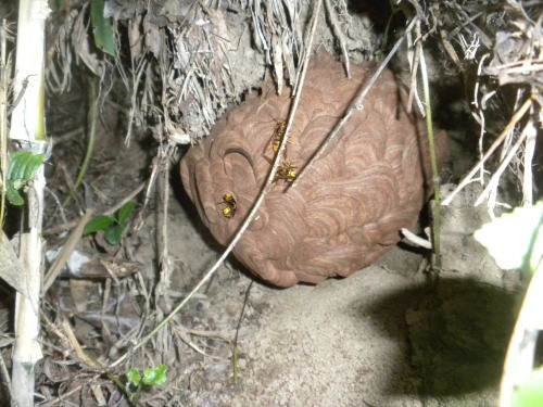 土中に作ったキイロスズメバチの巣（玉川村）