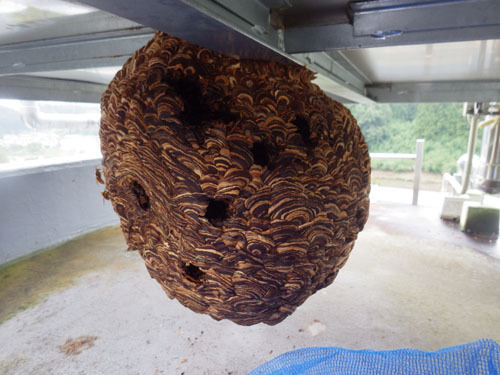 スズメバチの巣の中にも殺虫剤を注入後の様子(小野町)
