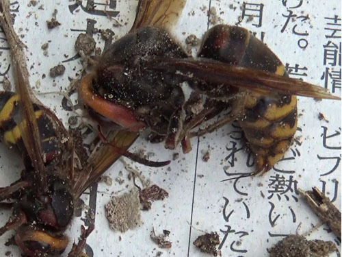 駆除したスズメバチの巣の女王蜂（三春町）