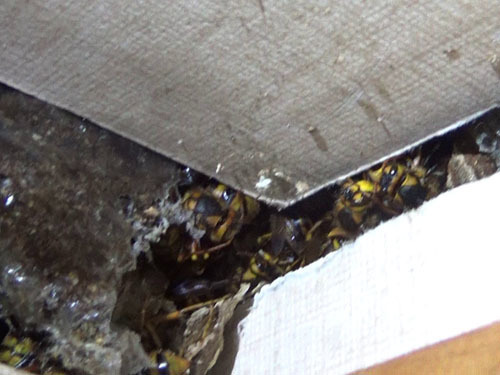 スズメバチの巣が押入れ天板の真上に（本宮市）