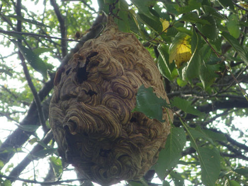 スズメバチの巣の中に殺虫剤を注入後の様子（三春町）