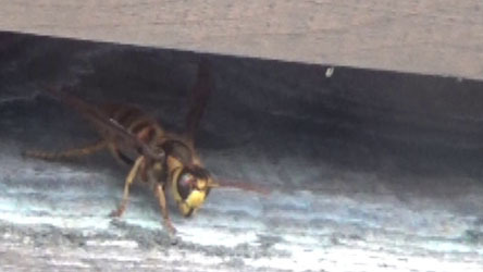 福島県猪苗代町でハチ駆除・スズメバチ駆除