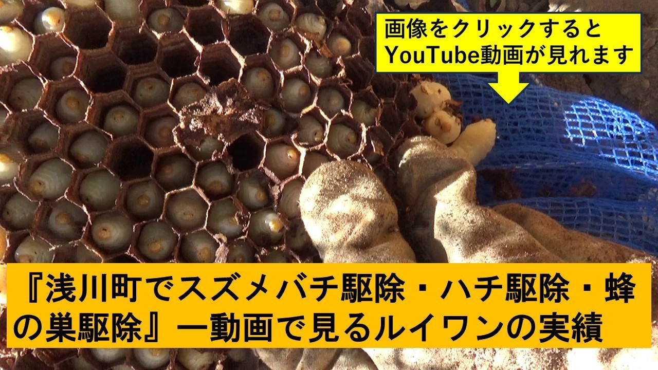 浅川町でのハチ駆除の実績動画