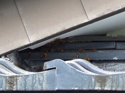鏡石町でスズメバチ駆除の現場