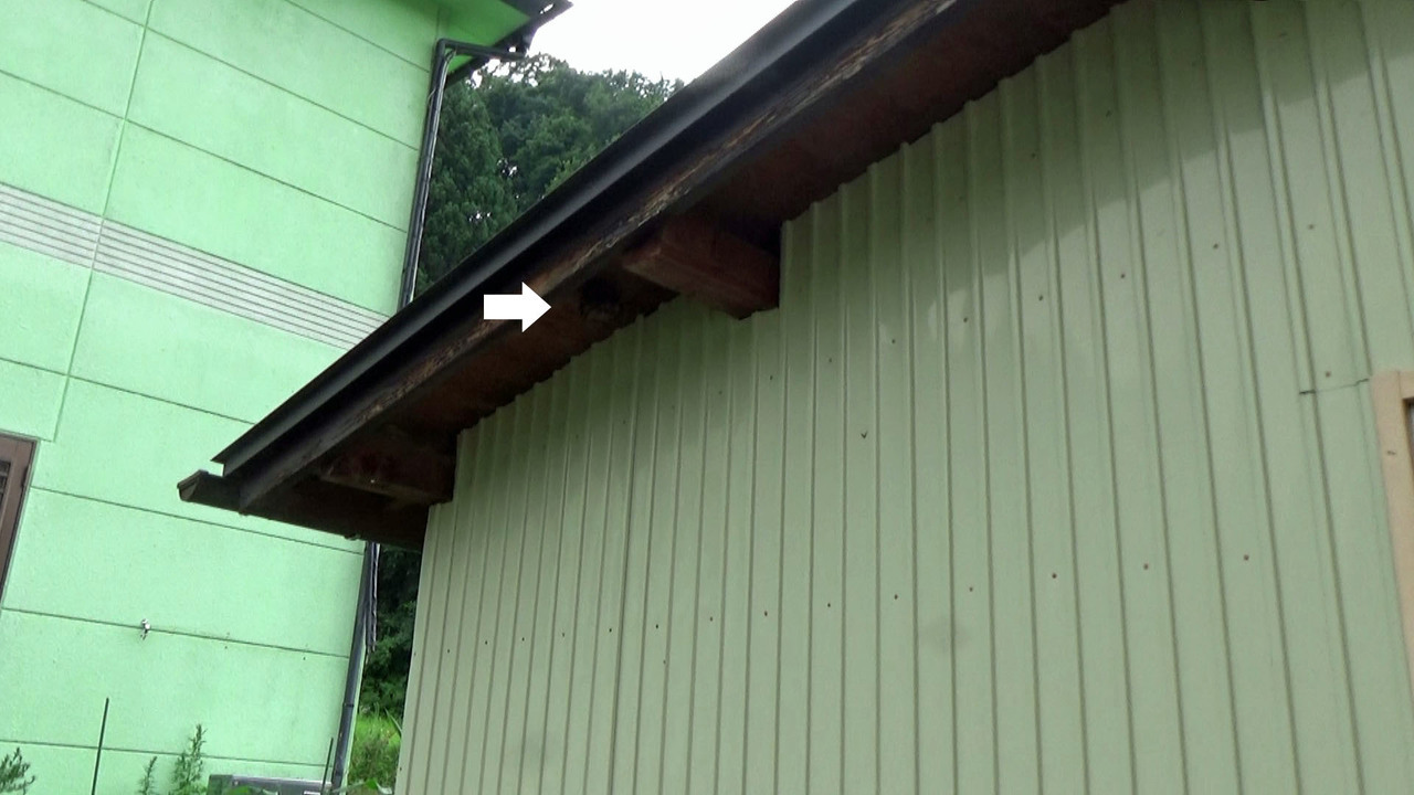 軒下のアシナガバチ駆除の現場
