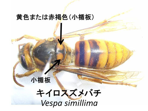 キイロスズメバチを見分ける形態の特徴