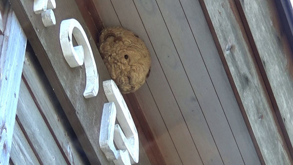 大玉村で森の民話茶屋に作ったスズメバチの巣