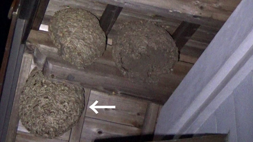 郡山市で２階建て納屋の軒下に作ったキイロスズメバチの巣を駆除