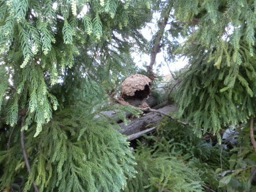 樹木に作ったキイロスズメバチの巣（郡山市）